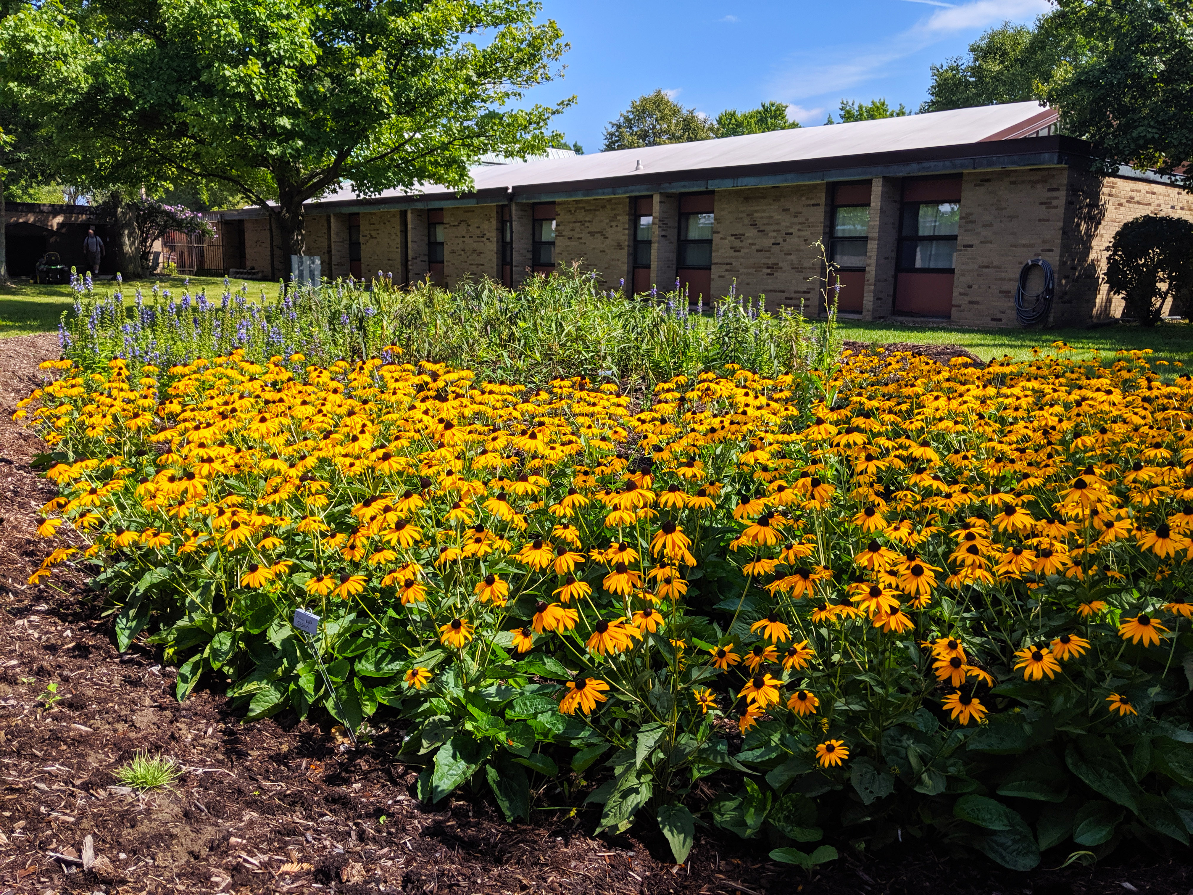 St. Paul Rain Garden
